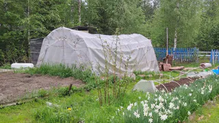 Болезни и вредители — прочь! Обрабатываю теплицу «термоядерным» антисептиком — весной получаю отборный чернозем