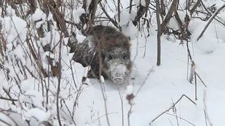 Пенсионер из Карачева заплатит 220 тысяч рублей за убитого кабана