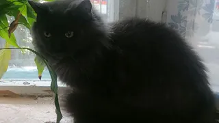 Во Владимире кот забаррикадировал дверь в дом и оставил хозяйку взаперти