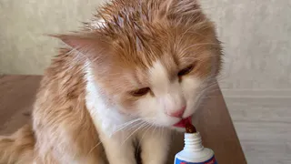 Ошибка многих владельцев: зачем нужно оставлять свет для животных