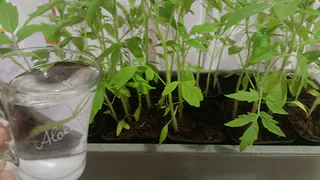 Держала рассаду на подоконнике — вытянулась за неделю: показываю, где допустила ошибку