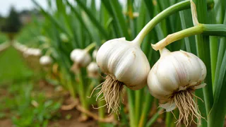 Подливаю под чеснок в июне раствор, который не советуют, а я довольна: результат удивляет даже опытных дачников