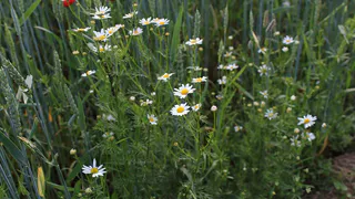 Сорняки завянут все разом: 1 стакан на ведро и полейте вечером — свой огород ни за что не узнаете