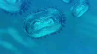 Врач рассказал, какими видами рака можно заразиться