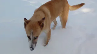 На рязанских улицах замерзают животные – не оставайтесь равнодушными