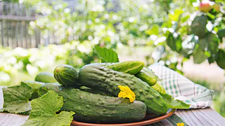 Не огурчики, а подарок: завязываются в холод и в дождь — урожай через месяц начнете собирать ведрами ежедневно