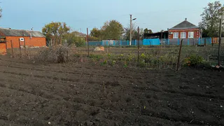 Укорениться сможет даже палка: вот в какой популярный овощ нужно воткнуть черенок — совет агронома 