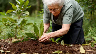 Закопала лавровый лист в огороде — и спокойна целую зиму: делаю так каждую осень, эффект радует много лет