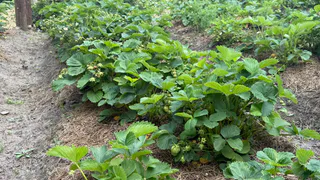 Подкармливаю ягоду в июне только этим — клубника растёт как на дрожжах: никакой химозы