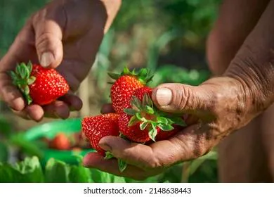 Одна ошибка может испорить весь урожай клубники