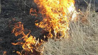 В Рыбном горит поле - видео