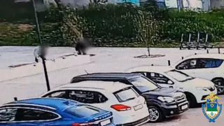 В Сыктывкаре поймали вандала, позарившегося на золотые яблоки