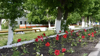 В Рязани снова объявились цветочные воры