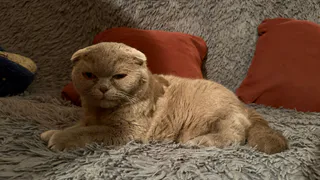 Почему кошка спит в ногах хозяина: зоопсихологи назвали 5 веских причин - и дело не в преданности