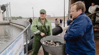 Вологодское озеро в "Притяжении" оживает: первые мальки сазана и толстолобика уже плавают