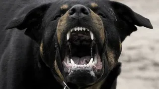 В Рязани агрессивная собака напала на девушку и порвала ей куртку