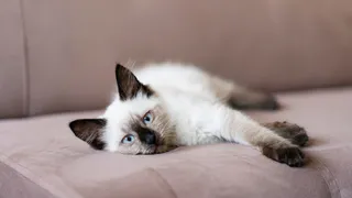 Беру лак для волос — и диван как новый: шерсть питомцев исчезла за 1 минуту. Хитрый трюк, о котором молчат даже горничные