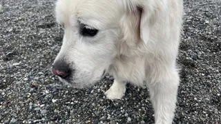 В Коми бывший питомник служебных собак отреставрируют для бродячих псов