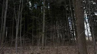 В Пензенской области на майские праздники усилили патрулирование лесов