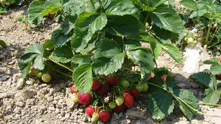 Что нужно клубнике во время цветения: 3 подкормки для крупных ароматных ягод