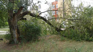 В Брянске дерево упало на детскую площадку по улице 22 съезда