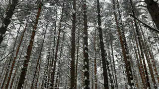 Небольшой снег, похолодание до -27˚ С