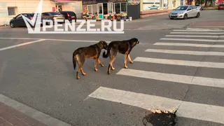 Родителям школьника, искусанного стаей собак на Экспериментальной, выплатили компенсацию морального вреда