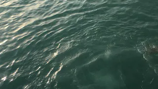 Бастрыкин заинтересовался загрязнением озера в Борках