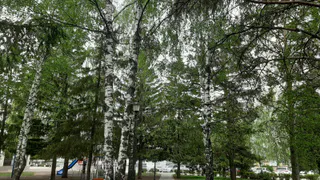 52-летний житель Татарстана схлопотал уголовку за незаконный спил березы