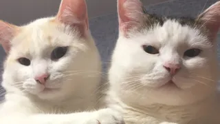 Кошка говорит "привет", а вы её оскорбляете: как правильно понимать приветствия домашнего питомца - пояснил опытный зоопсихолог