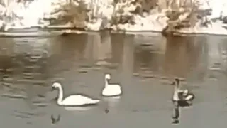 На реке Уводь Ковровского района заметили лебедей-шипунов