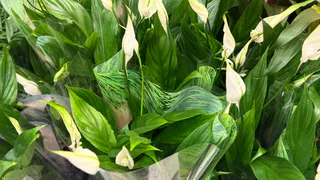 1 ложка на 1 литр — и спатифиллум не узнать: листья вырастут размером с блюдце, а цветоносы пойдут как бешеные