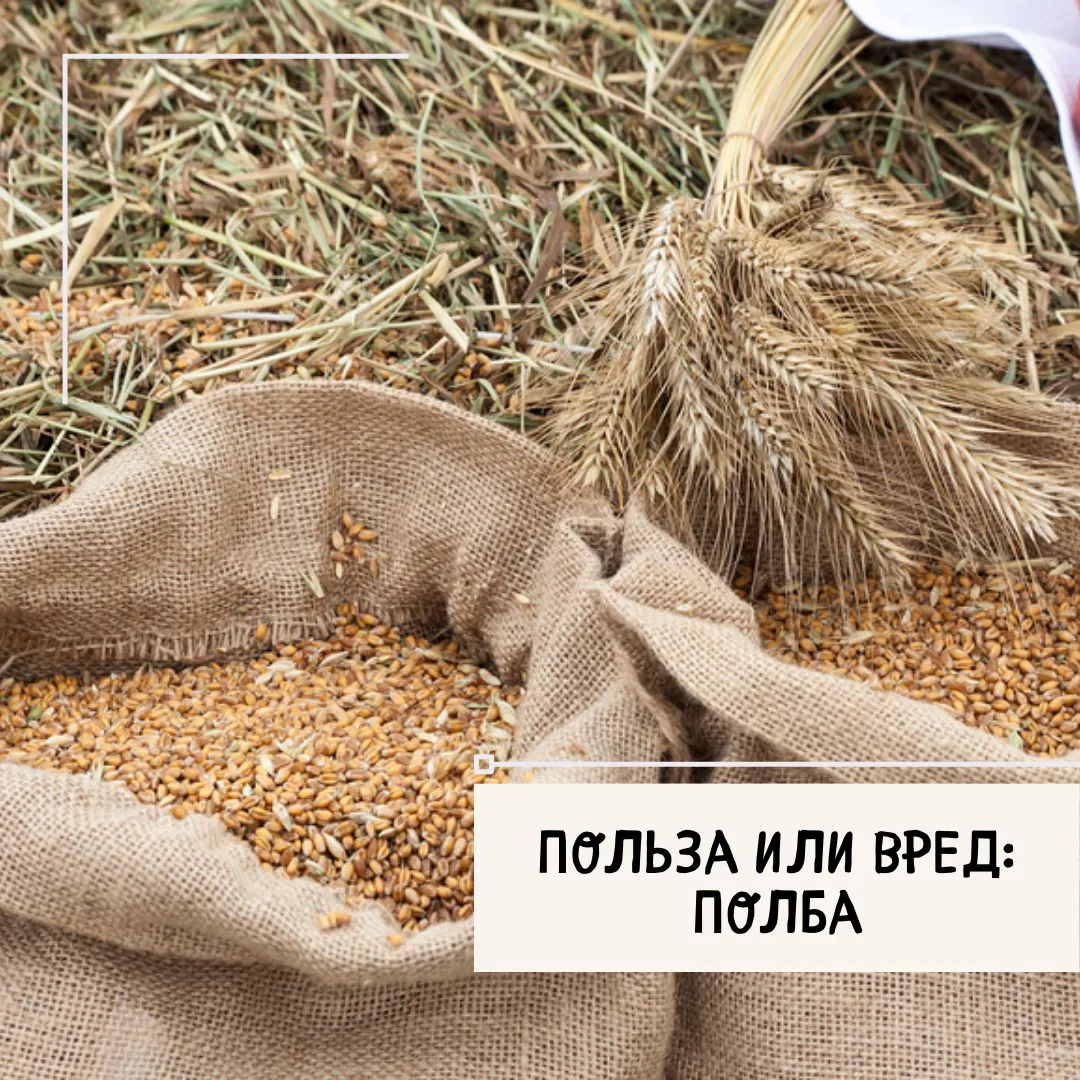 Полба. Все о вреде и пользе