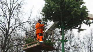 В Рязани начали устанавливать новогодние ели
