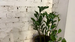 3 способа восстановить замиокулькас и сделать его ещё пышнее: листья не разваливаются и не ломаются - рабочий способ для всех цветов