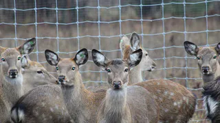 В Чувашии увеличилась численность рыси, лося и косули сибирской