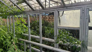 Тепличные хозяйства Рязанской области собрали 1,6 тыс. тонн овощей с начала года