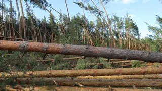 "Картина неутешительная": ураган погубил Окский заповедник