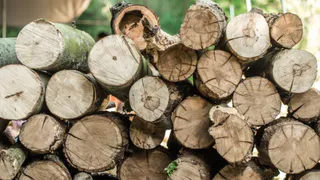 Россельхознадзора удостоверился: лесоматериалы из Владимирской области безопасны