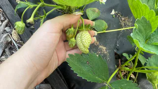 После июньских холодов вишне, клубнике и яблоне — обязательно: ложка в воду — и урожай придется собирать мешками