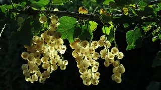 Секреты успешного выращивания сладкой смородины без химикатов