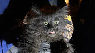 Спасение пушистого друга: история из Москвы