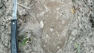 В Спасском районе под Рязанью обнаружили медвежьи следы