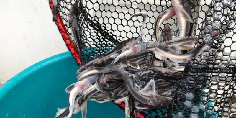 Сурское водохранилище выпустили почти 10 тысяч мальков стерляди