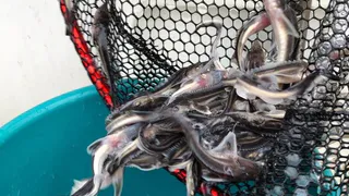 Сурское водохранилище выпустили почти 10 тысяч мальков стерляди