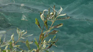 Озеро Тургояк в Челябинской области помутнело из-за цветения водорослей