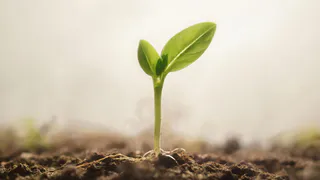 Крошу 5 зёрнышек на почву - вся рассада прет щеткой: не желтеет, не сохнет