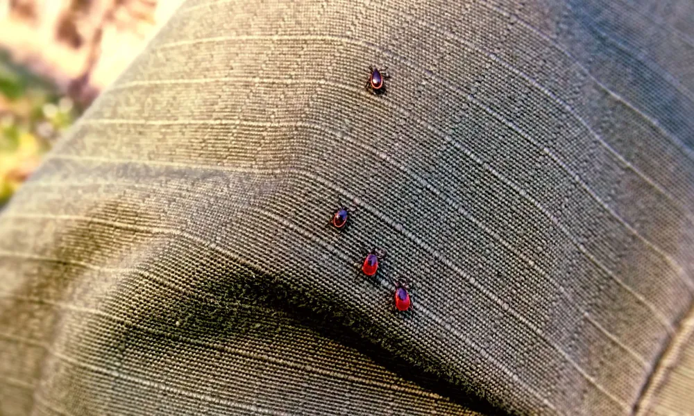 Как защититься от клещей: природные средства и советы дачников