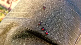 Как защититься от клещей: природные средства и советы дачников