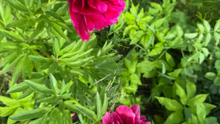 В начале сентября пионам — первым делом: весной зацветут быстрее некуда — куст руками не обхватить